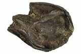 Fossil Dinosaur (Triceratops) Tooth - Montana #339858-1